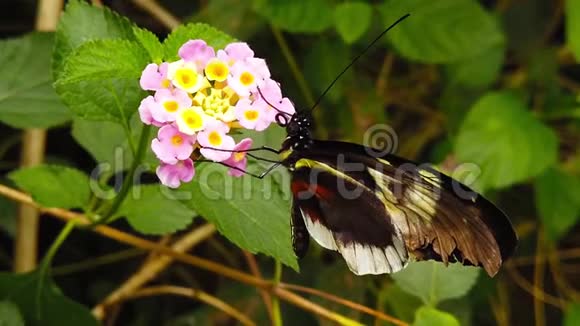 茱莉亚蝴蝶在兰塔纳卡马拉花慢视频的预览图