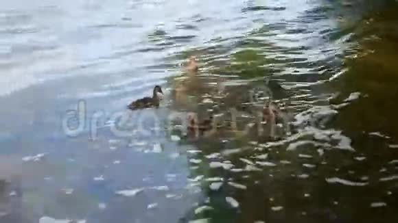 鸭子和小鸭子吃面包在海浪上游泳视频的预览图