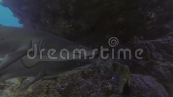 灰护士鲨鱼靠近尖牙蓝海洞里的牙形鲨鱼视频的预览图