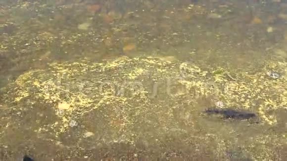 花粉漂浮在湖水上视频的预览图