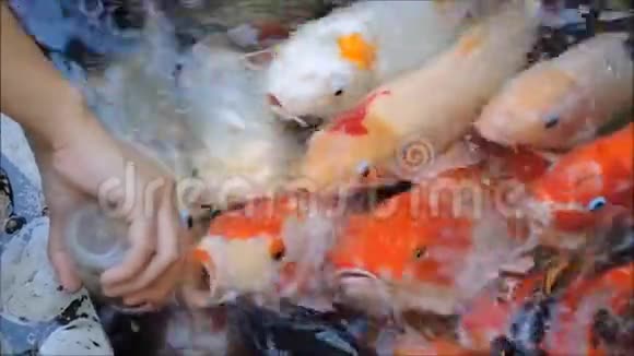一段锦鲤鱼从池塘里的小瓶子里喂食的镜头视频的预览图