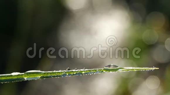 美丽的雨滴在嫩绿的草地上闪耀着阳光视频的预览图