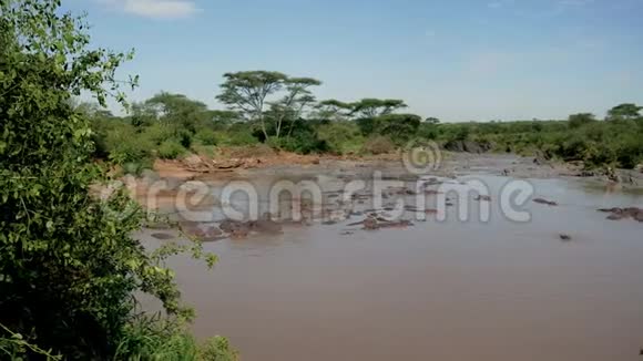 非洲马拉河中一群棕色水域的野生河马视频的预览图