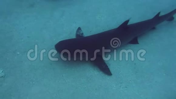 白尖礁鲨鱼靠近水下白尖鲨在鲨鱼潜水区休息视频的预览图