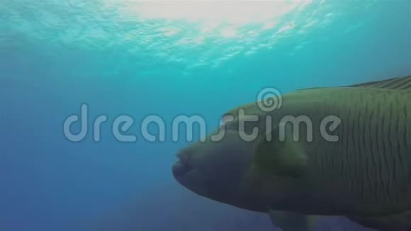 HumpheadWrasseNapoleonFish或NapoleonWrasse在潜水艇剪影下游泳视频的预览图
