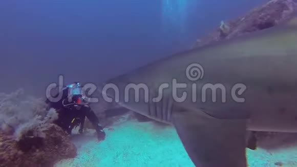 沙虎鲨或灰护士鲨鱼游泳接近潜水者拍照视频的预览图
