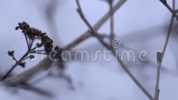 田间的冷冻植物西伯利亚的冬天背景资料视频的预览图