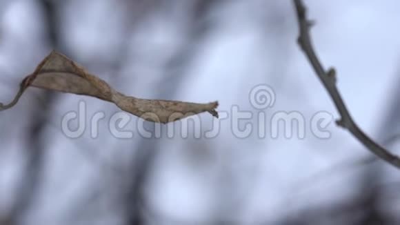 冬天背景的干燥树枝视频的预览图
