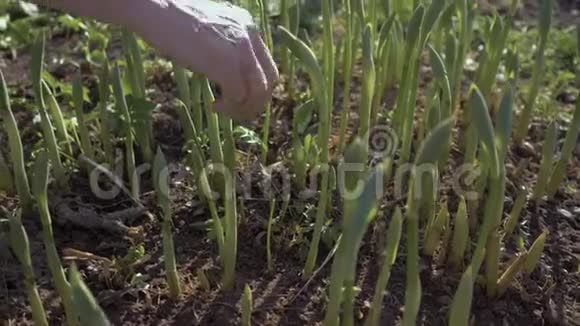农夫把花圃里的杂草拔掉精心培育花卉在培养劳动力方面视频的预览图