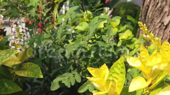 泗水城市广场附近美丽小白花的慢动视频的预览图