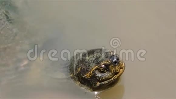 一只淡水龟头近拢在池塘里游泳视频的预览图
