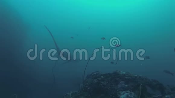 脱粒鲨游过珊瑚海山菲律宾的小鱼群视频的预览图