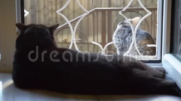 黑猫躺在窗台上看着窗外的猫视频的预览图