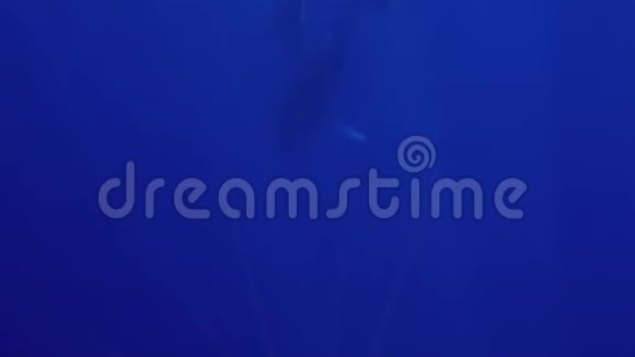 驼背鲸与幼鲸一起在深蓝色海洋中潜水视频的预览图