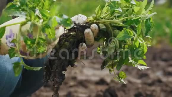 妇女选择番茄幼苗在地里种植视频的预览图