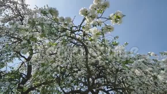 五月的俄罗斯村庄里开花的苹果树和阳光充满活力的视频视频的预览图
