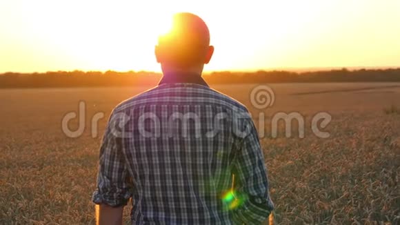 日落时分一个快乐的年轻农民站在麦田里举手农业和商业的概念视频的预览图