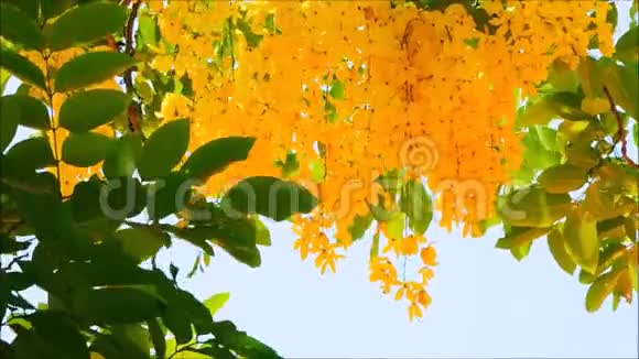 一朵美丽的黄色决明瘘花绿叶在温暖的春风中摇曳在植物园里视频的预览图