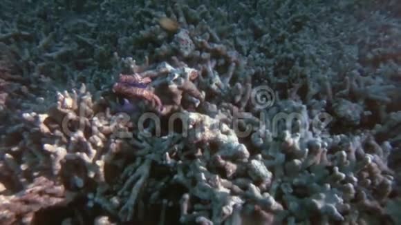 菲律宾热带珊瑚礁释放卵和精子的普通话鱼交配特写视频的预览图
