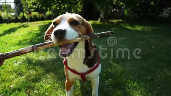 POV拍摄快乐的比格犬在日落时玩木棍犬类训练视频的预览图
