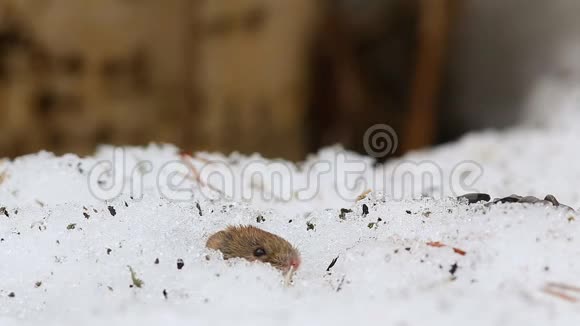 普通的田鼠正从雪貂里窥视视频的预览图