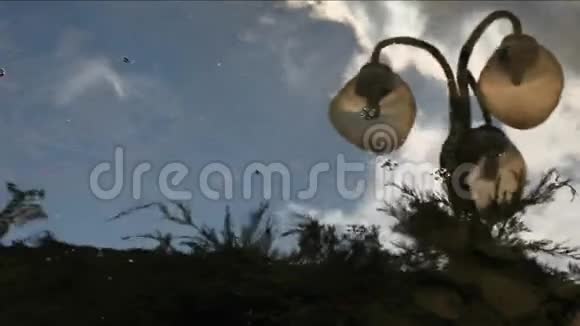 公园灯湖伞反射高清镜头视频的预览图