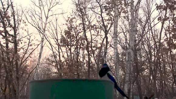 喂鸟者和鸟桶的鸟群视频的预览图
