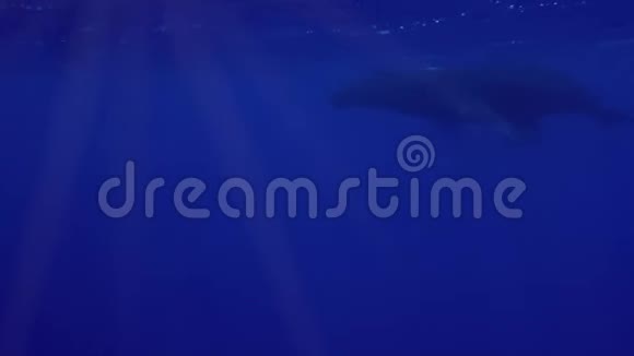 驼背鲸与幼鲸一起在太平洋上接近漂浮的深蓝海视频的预览图