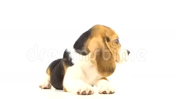 白色背景前漂亮的小猎犬视频的预览图