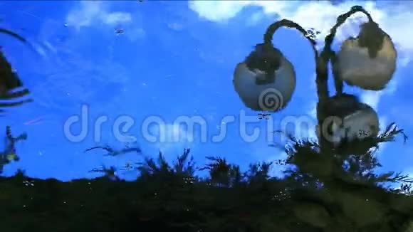 公园灯湖伞反射高清镜头视频的预览图