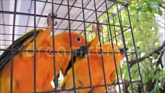 有趣的橙色爱鸟鹦鹉的视频成对住在鸟笼里视频的预览图