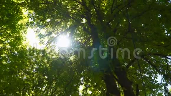 阳光阳光透过树的叶子照进来视频的预览图