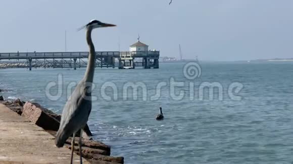 赫伦站在码头上和海鸥可以在远处和水面上看到视频的预览图