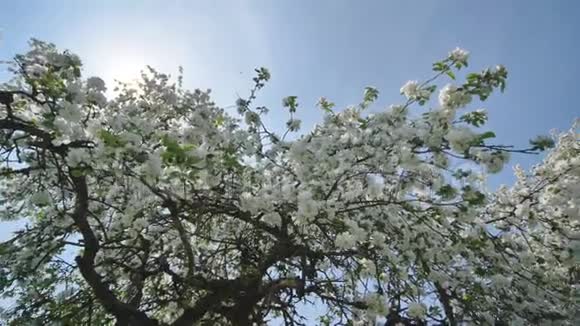 五月的俄罗斯村庄里开花的苹果树和阳光充满活力的视频视频的预览图