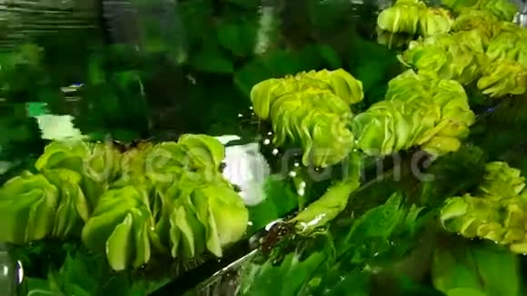 水生植物视频的预览图