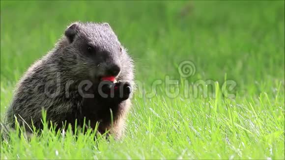 可爱的小土拨鼠在一个春天的早晨吃一个胡萝卜另一个试图偷它视频的预览图