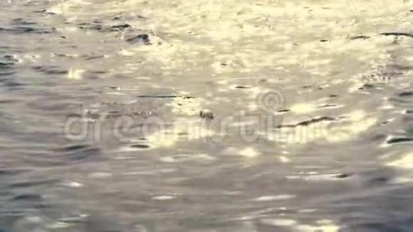 特写在海水的表面在夕阳的光芒下漂浮着一个空的塑料瓶污染概念视频的预览图
