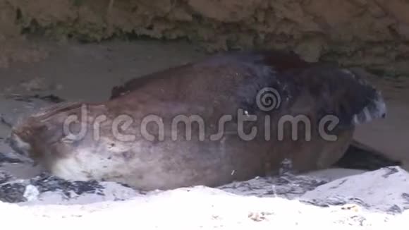 睡在山洞里的海狮视频的预览图