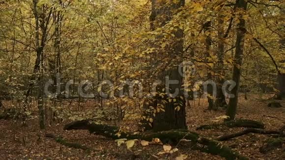 老天然落叶栎林视频的预览图