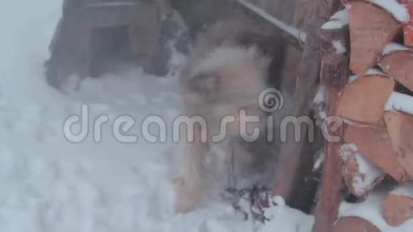雪地里冻死的狗视频的预览图