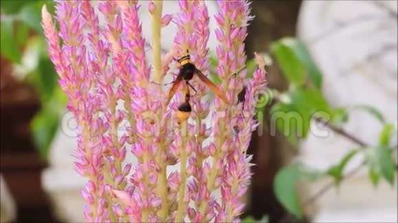 一种在植物园里以美丽的粉红色花的花粉行走的黄蜂的足迹视频的预览图