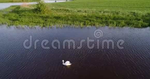 白天鹅在河里视频的预览图