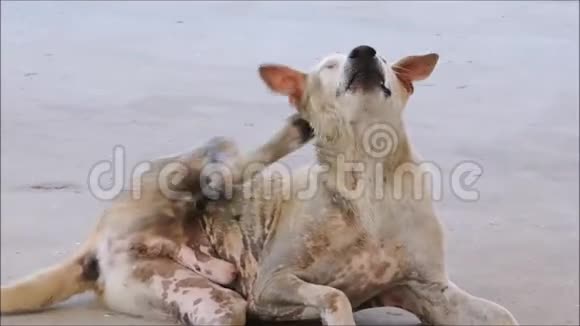 布朗发痒的狗的足迹抓着耳朵坐在地上视频的预览图