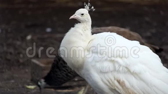 白印度孔雀清理羽毛视频的预览图
