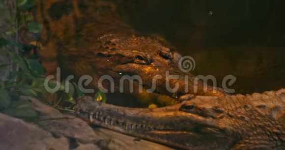 假ghariat或马来亚ghariat巽他ghariat或Tomistoma视频的预览图