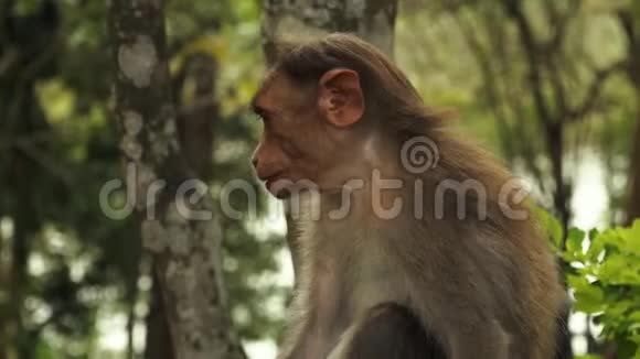 一只顽皮的印度猴子视频的预览图