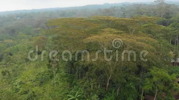 该系列是巴厘岛森林和丛林的景观无人驾驶飞机在多云的树冠上飞行视频的预览图