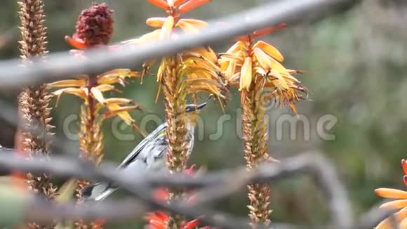 近距离拍摄一朵芦荟花鸟儿在周围跳跃视频的预览图