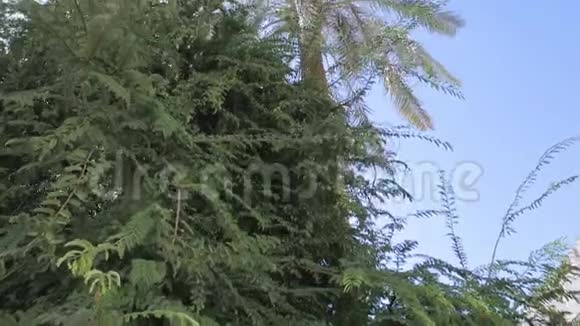 棕榈树顶端的全景映衬在蓝天上慢镜头移动视频的预览图