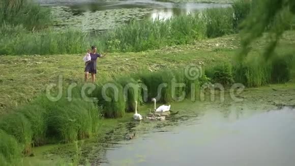 年轻的母亲带着她的小女儿在绿色公园池塘里喂天鹅和小鸭子穿着点缀的裙子视频的预览图